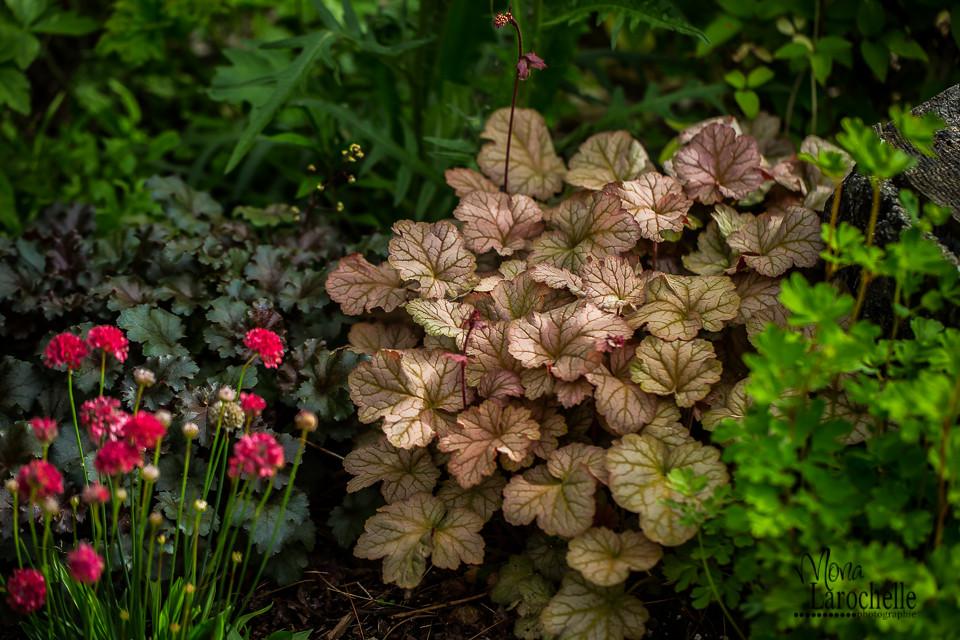 Heuchera X Pinot Gris - View 5 from www redcrocus com