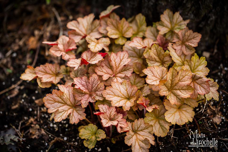 Heuchera X Pinot Gris - View 6 from www redcrocus com