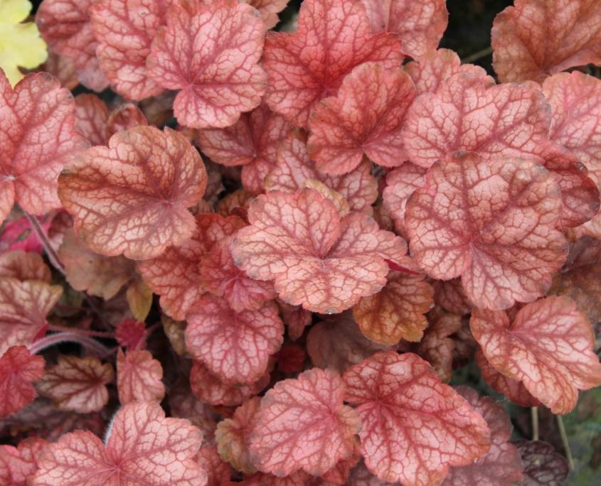 Heuchera X Pinot Gris - View 7 from www redcrocus com
