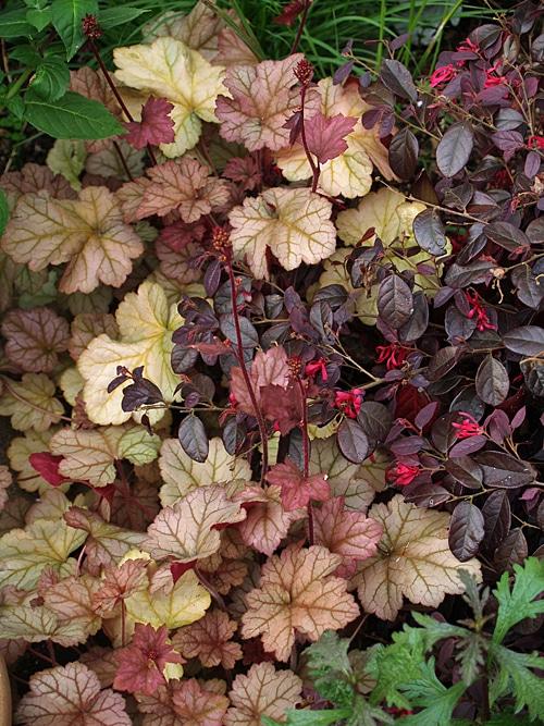 Heuchera X Pinot Gris - View 9 from www redcrocus com