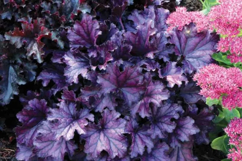 Heuchera X Forever Purple - View 11 from www redcrocus com