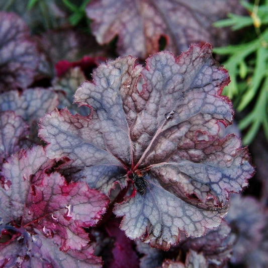 Heuchera X Forever Purple - View 12 from www redcrocus com