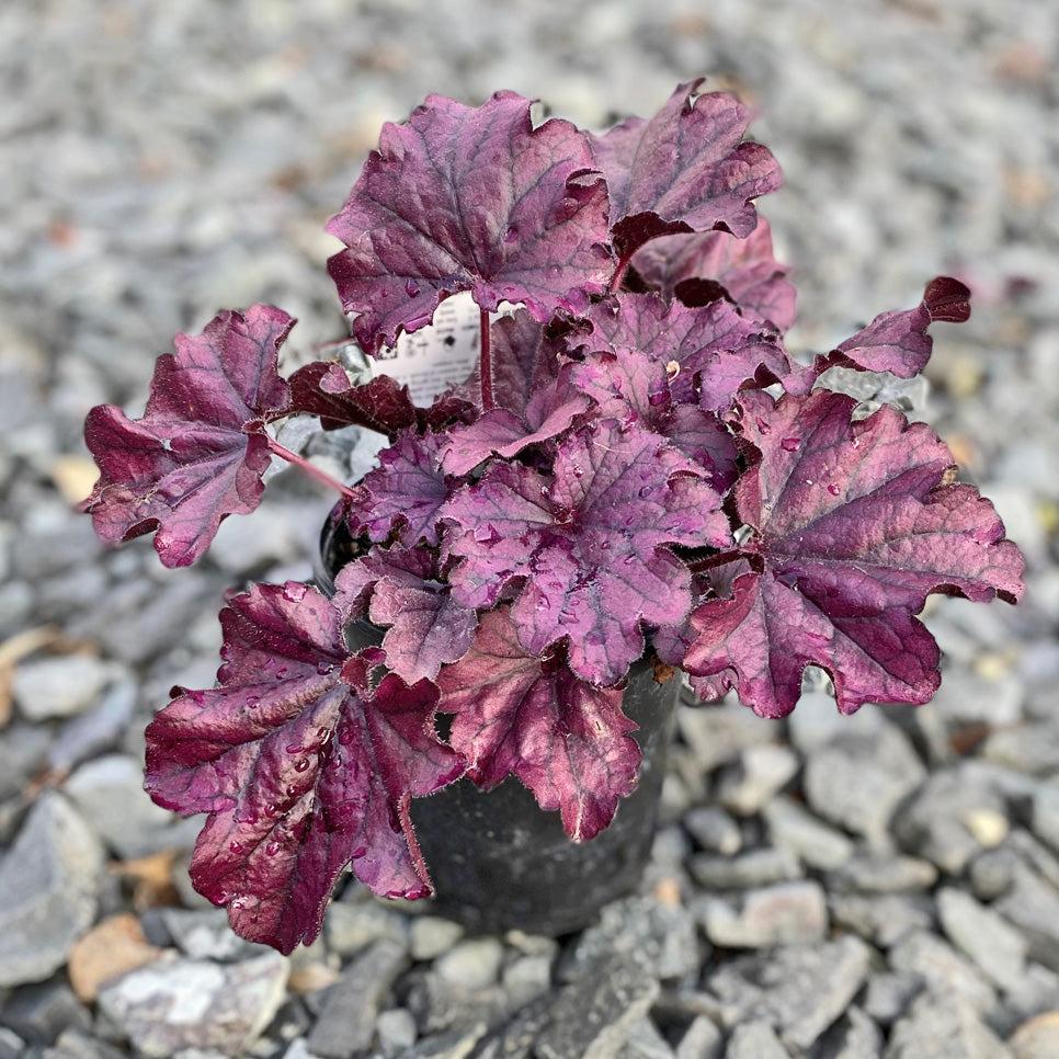 Heuchera X Forever Purple - View 13 from www redcrocus com