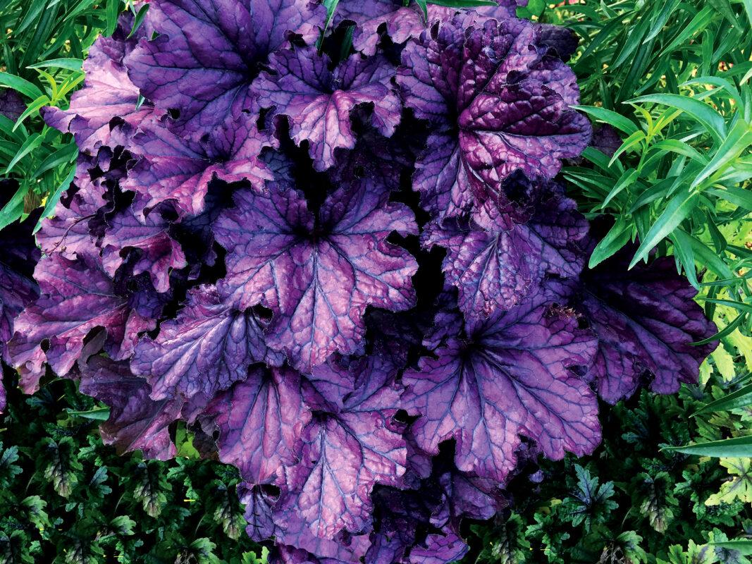 Heuchera X Forever Purple - View 14 from www redcrocus com