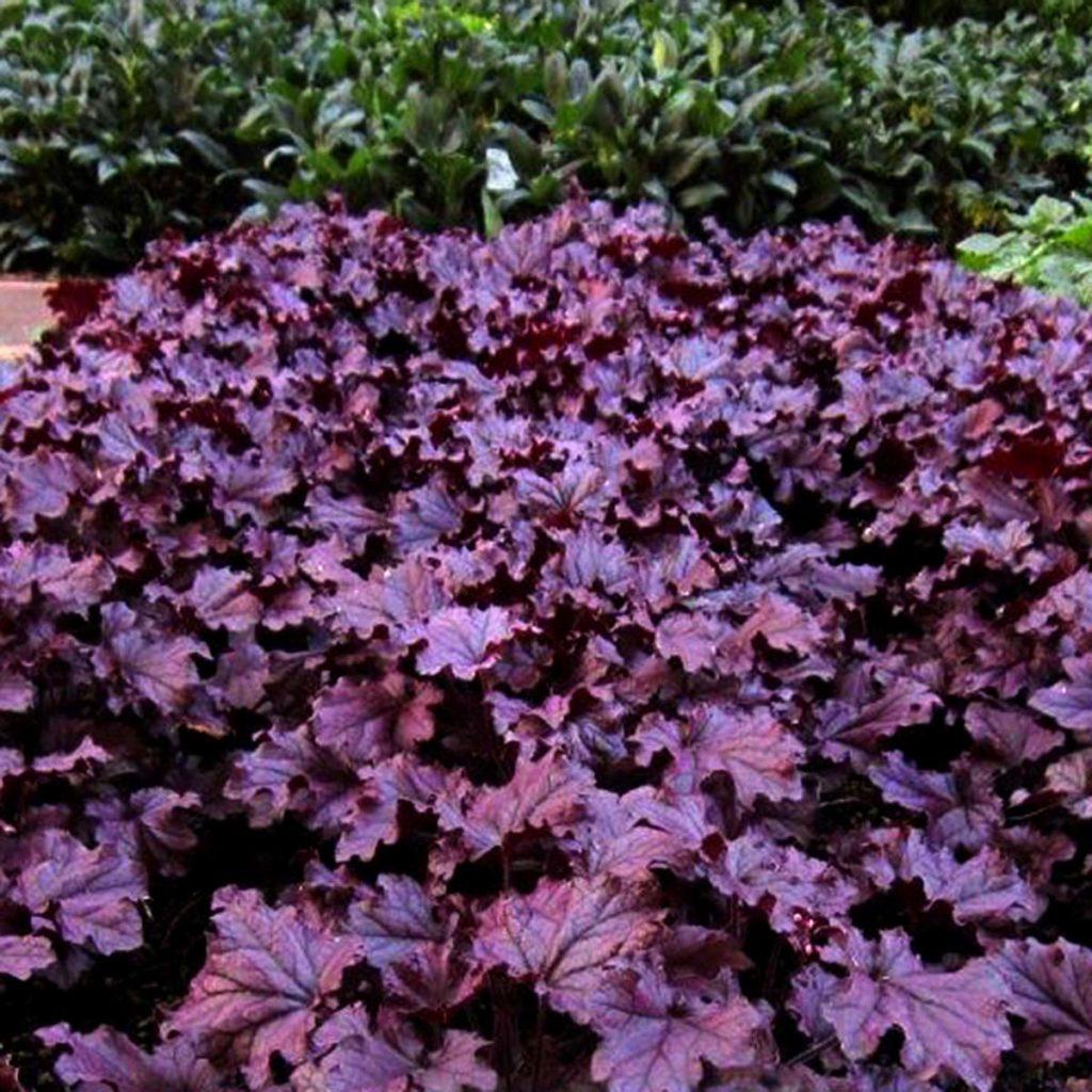 Heuchera X Forever Purple - View 15 from www redcrocus com