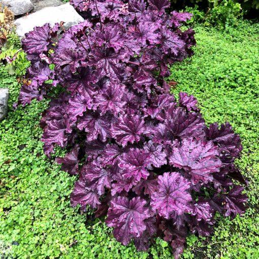 Heuchera X Forever Purple - View 16 from www redcrocus com
