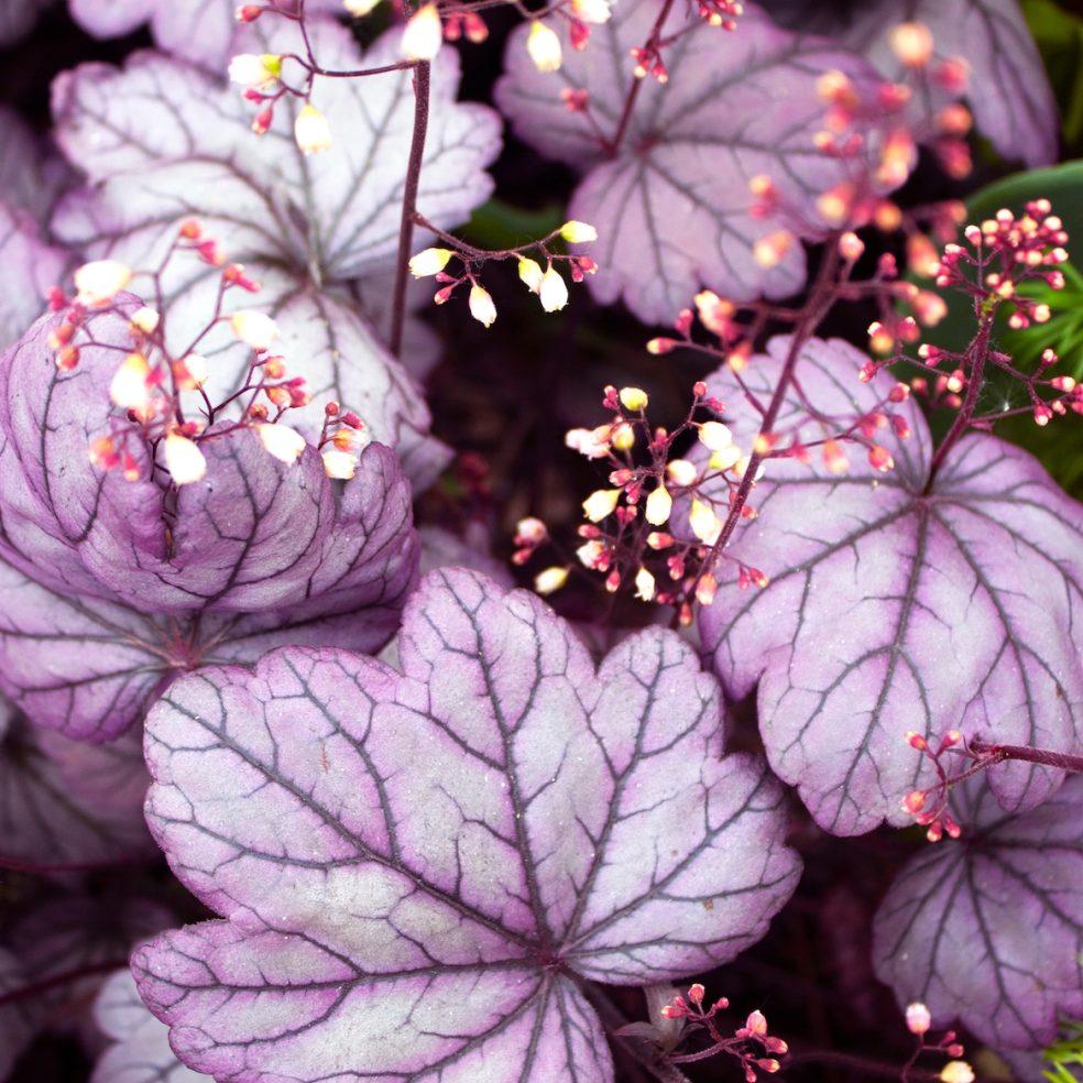 Heuchera X Forever Purple - View 17 from www redcrocus com