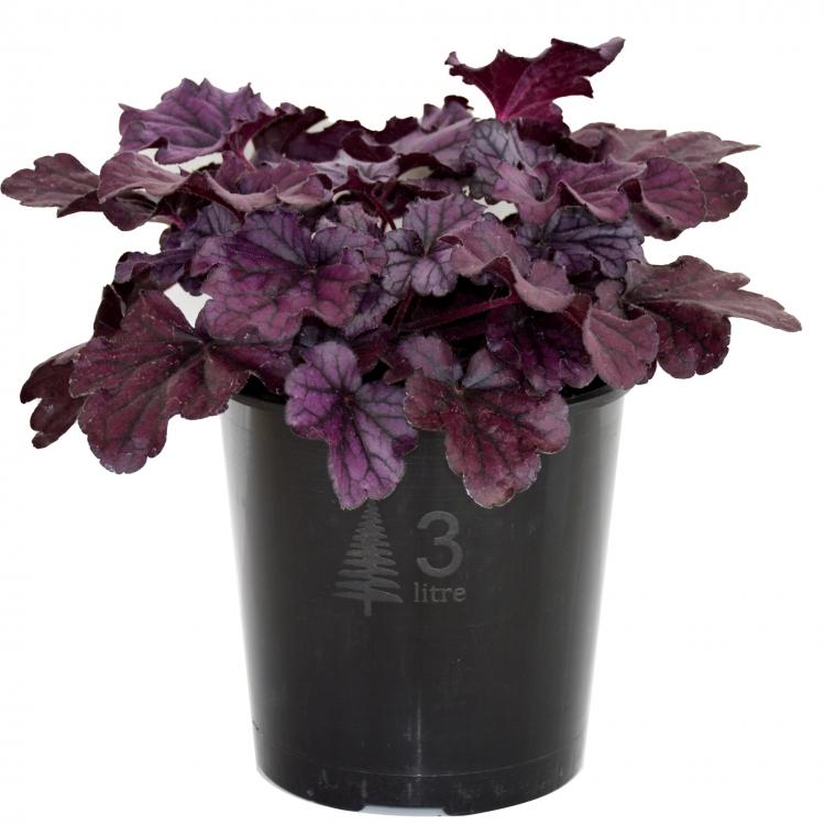 Heuchera X Forever Purple - View 18 from www redcrocus com