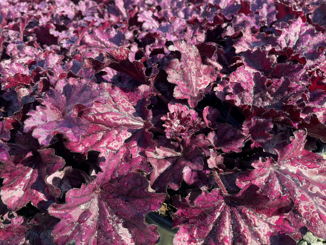 Heuchera X Forever Purple - View 19 from www redcrocus com
