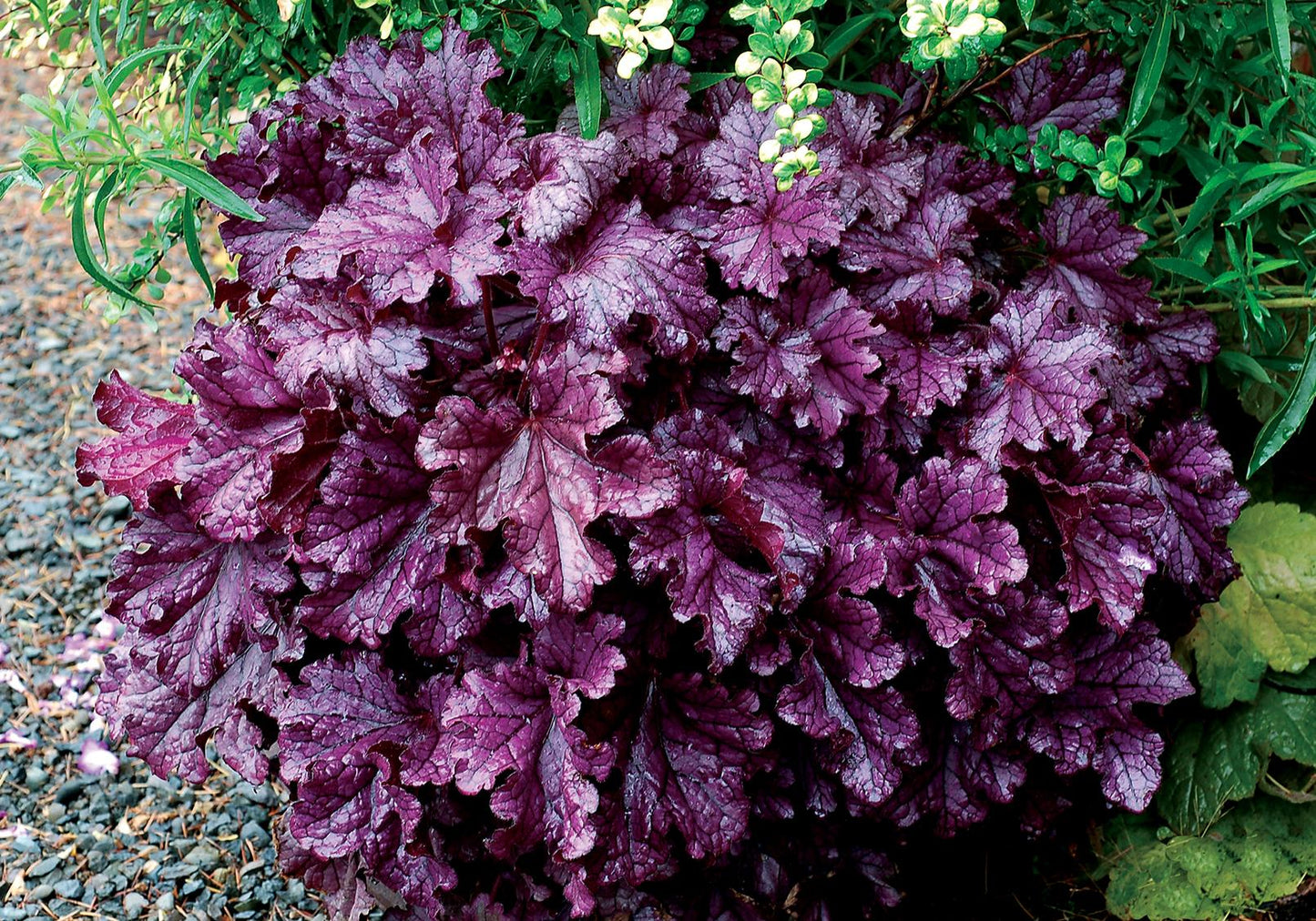 Heuchera X Forever Purple - View 1 from www redcrocus com