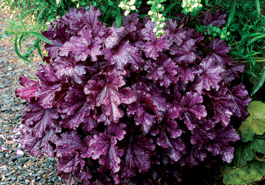 Heuchera X Forever Purple - View 1 from www redcrocus com