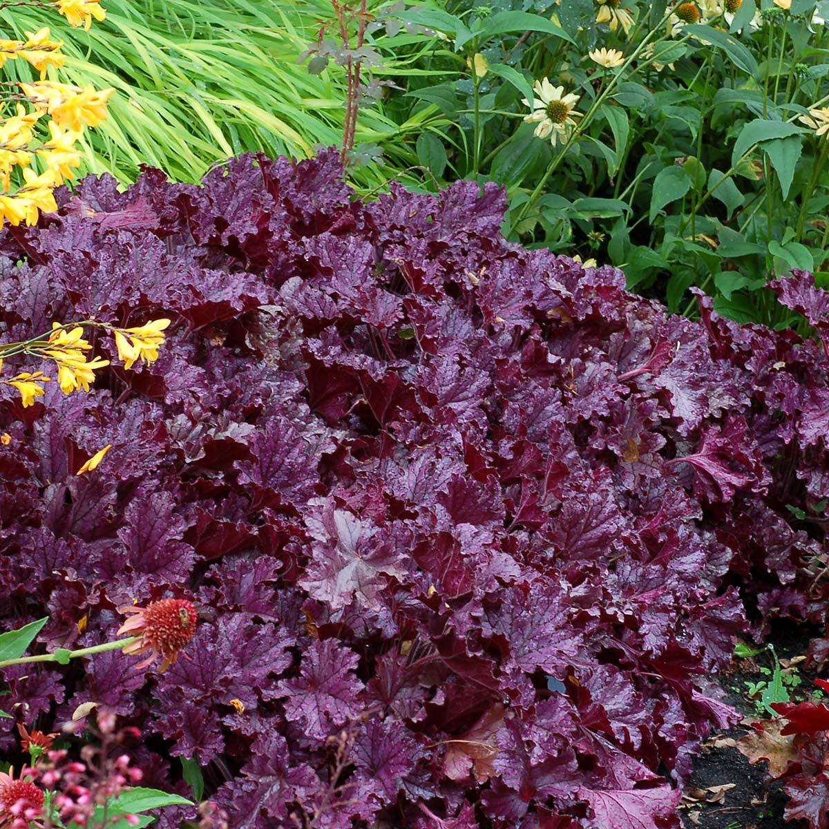 Heuchera X Forever Purple - View 2 from www redcrocus com
