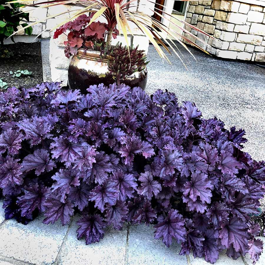 Heuchera X Forever Purple - View 3 from www redcrocus com