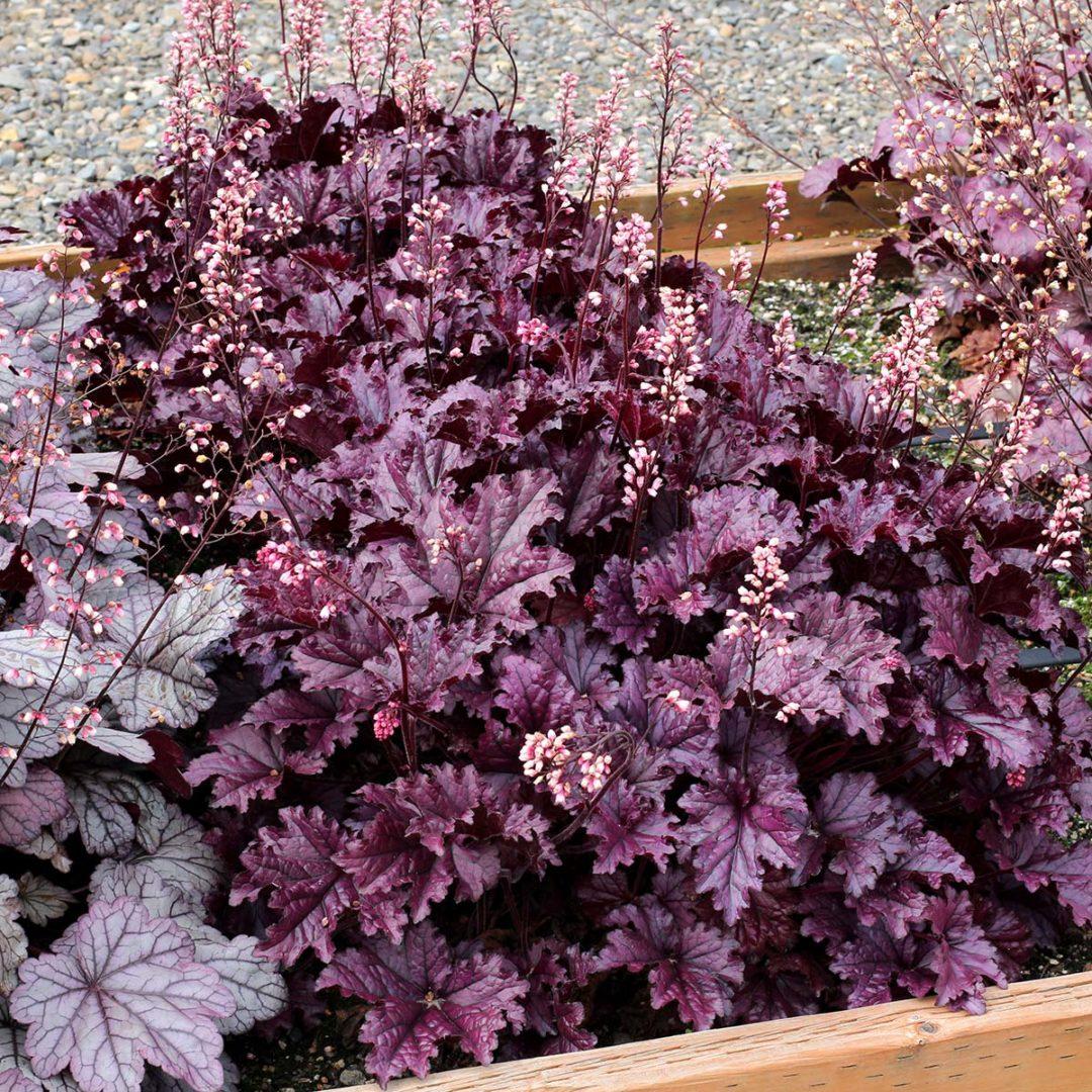 Heuchera X Forever Purple - View 5 from www redcrocus com