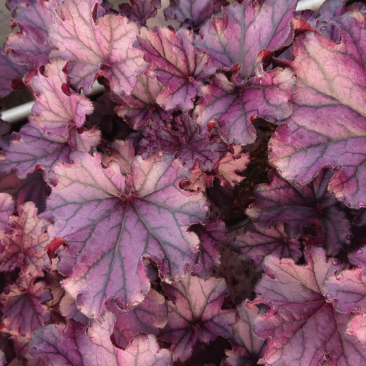 Heuchera X Forever Purple - View 6 from www redcrocus com