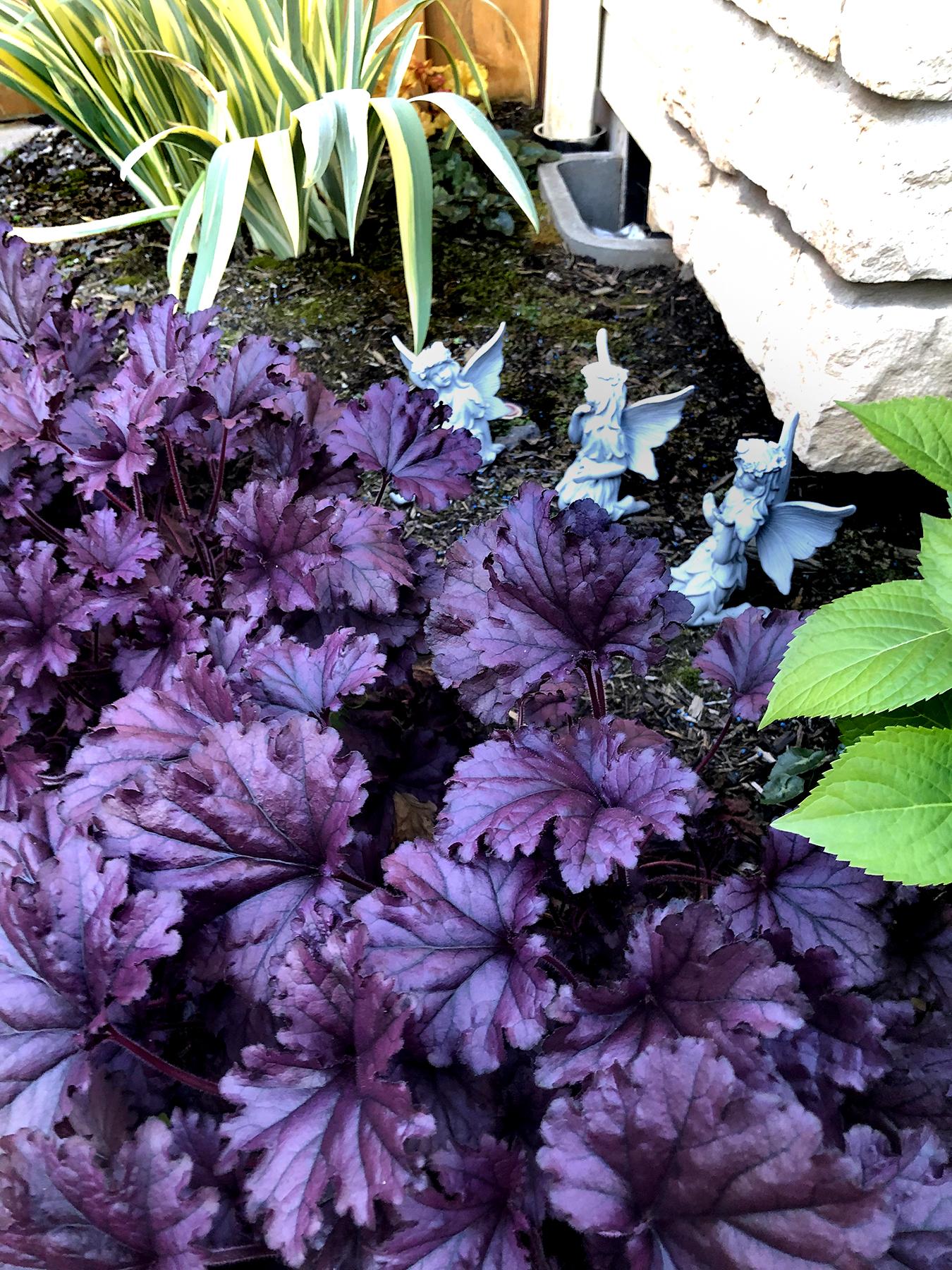 Heuchera X Forever Purple - View 7 from www redcrocus com