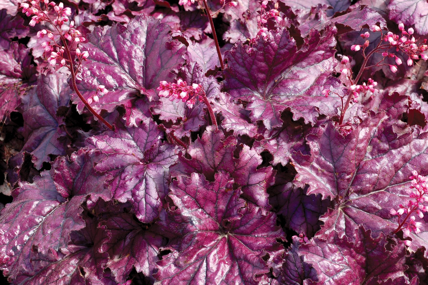Heuchera X Forever Purple - View 8 from www redcrocus com