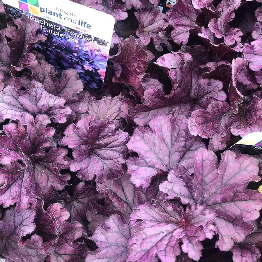 Heuchera X Forever Purple - View 9 from www redcrocus com