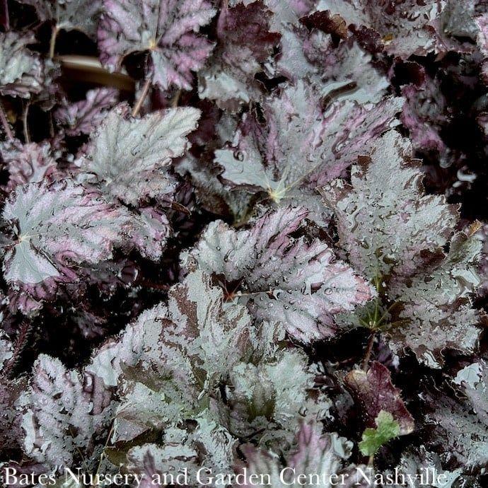 Heuchera X Frosted Violet - View 12 from www redcrocus com