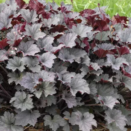Heuchera X Frosted Violet - View 14 from www redcrocus com