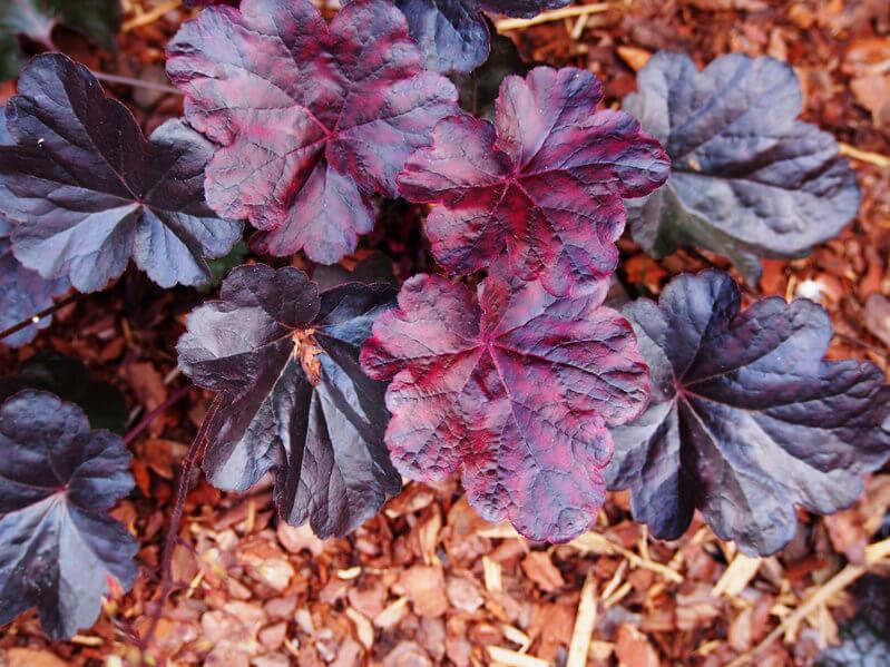 Heuchera X Obsidian - View 10 from www redcrocus com