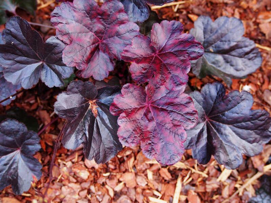 Heuchera X Obsidian - View 10 from www redcrocus com