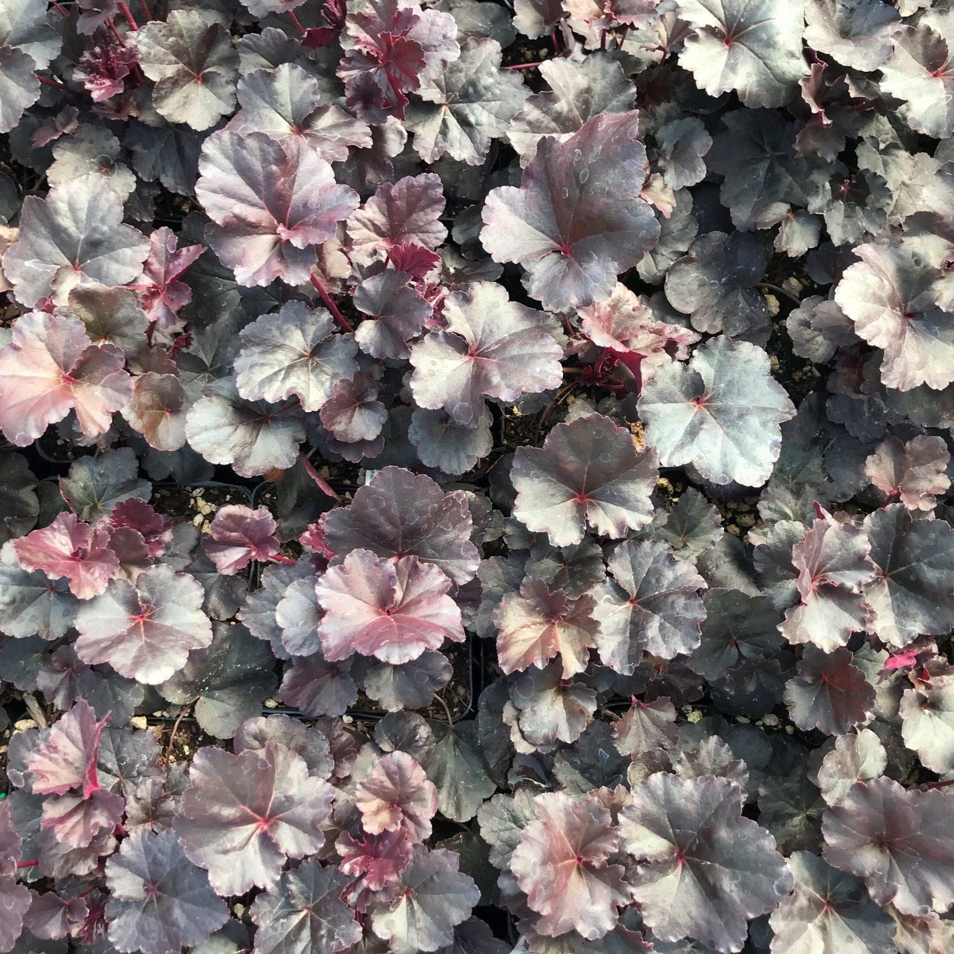 Heuchera X Obsidian - View 15 from www redcrocus com