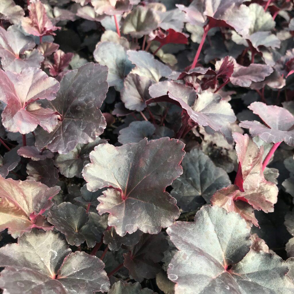 Heuchera X Obsidian - View 16 from www redcrocus com