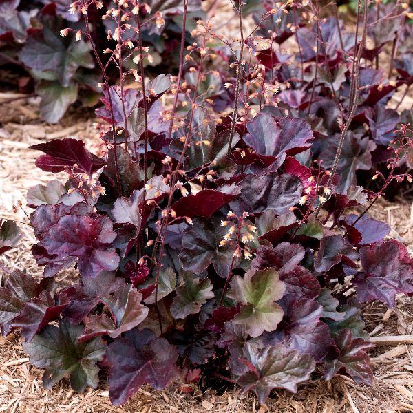 Heuchera X Obsidian - View 18 from www redcrocus com