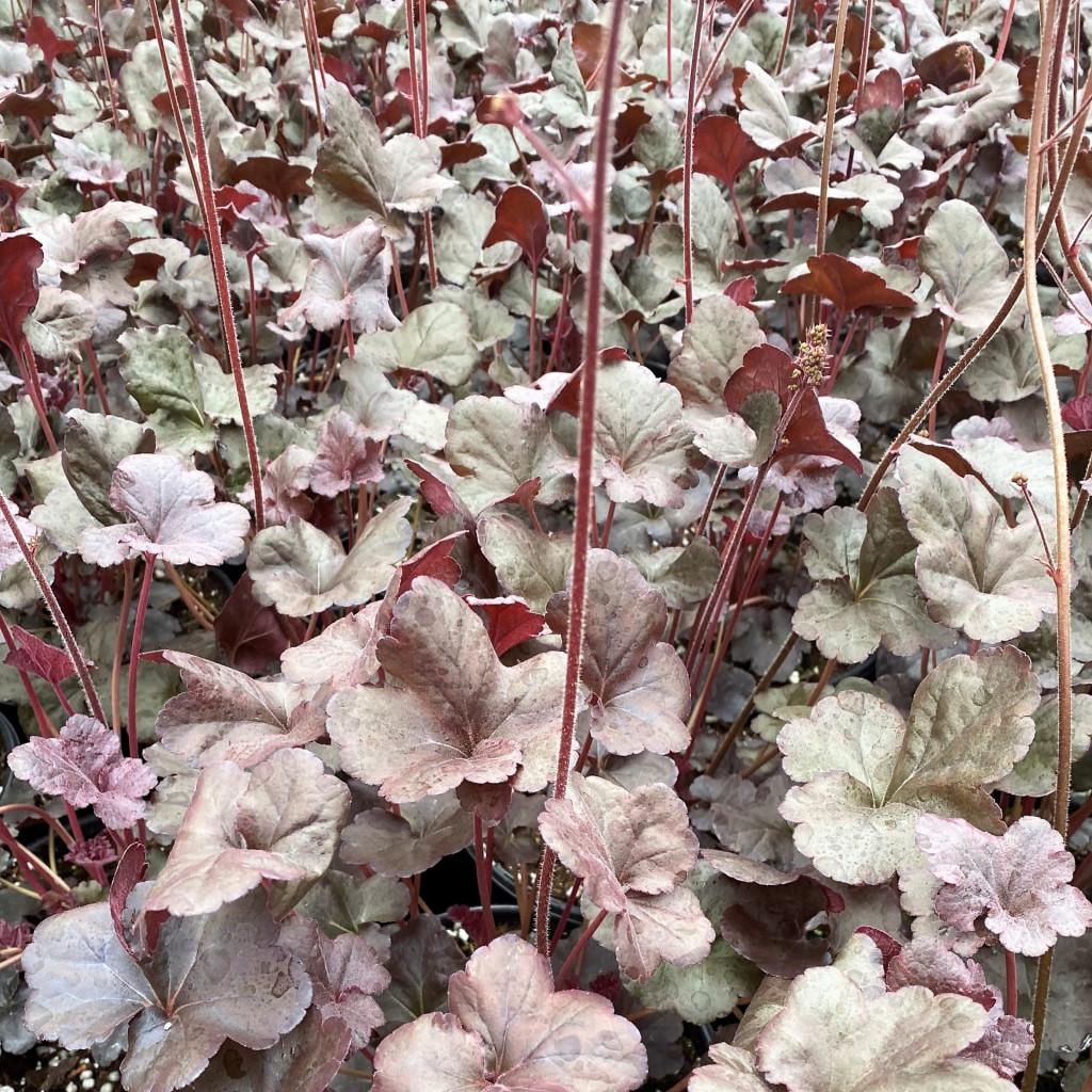 Heuchera X Obsidian - View 20 from www redcrocus com