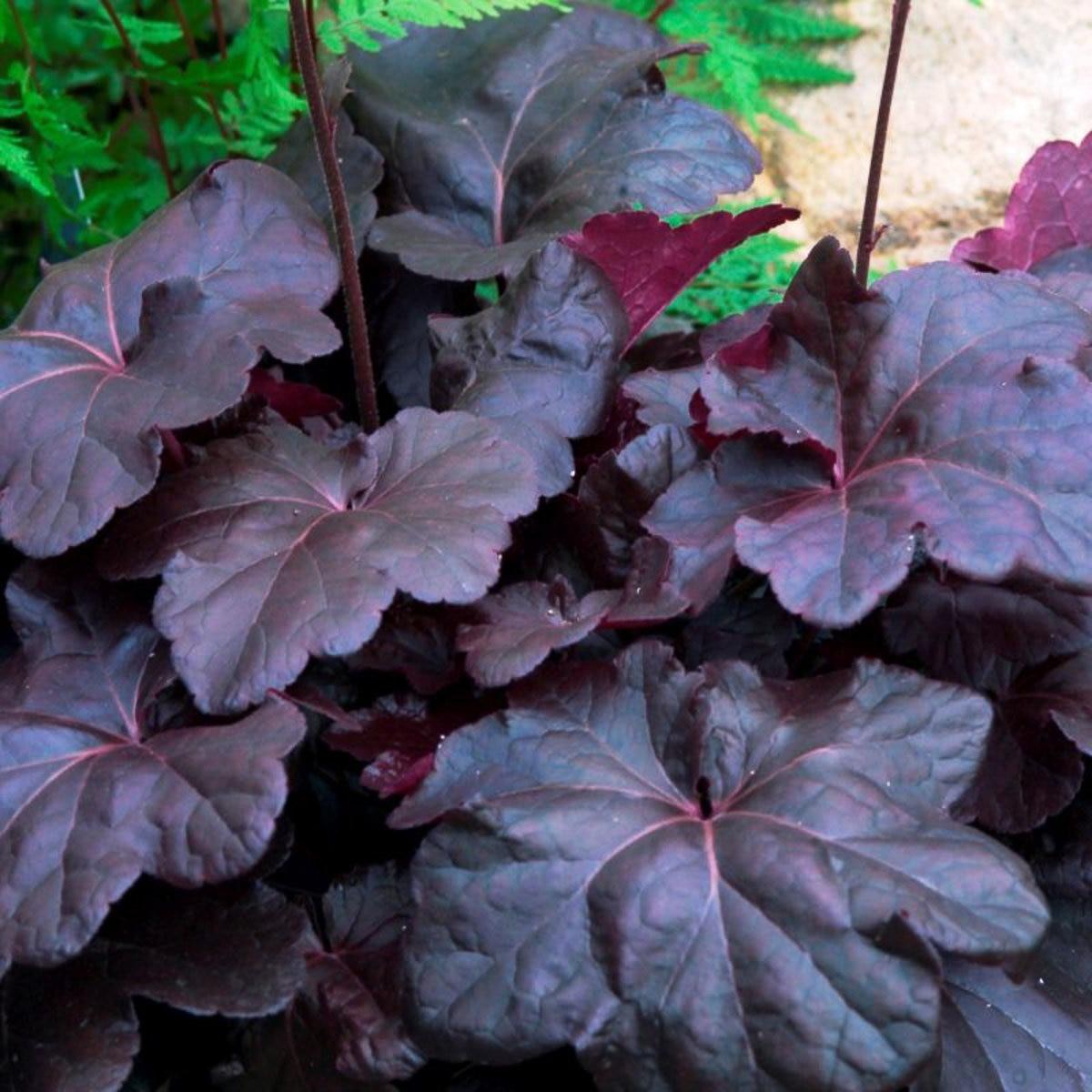 Heuchera X Obsidian - View 8 from www redcrocus com