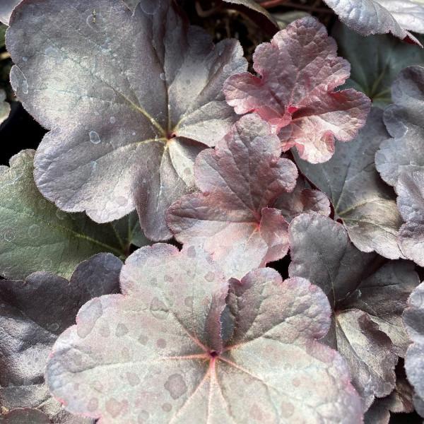 Heuchera X Obsidian - View 9 from www redcrocus com