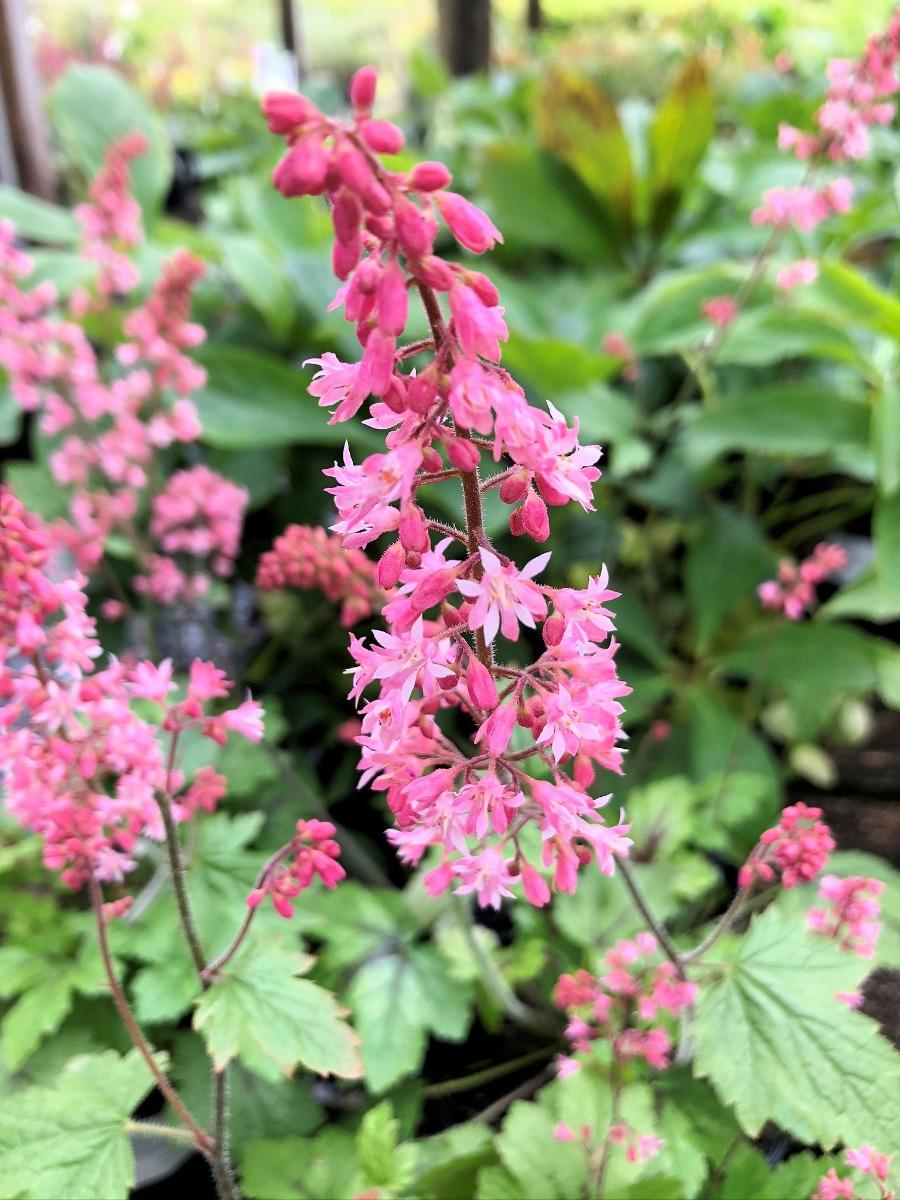 Heucherella X Pink Revolution - View 10 from www redcrocus com