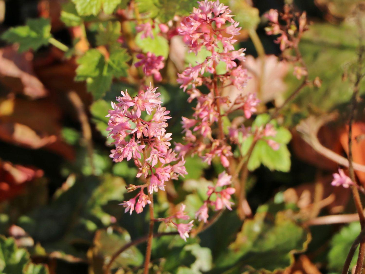 Heucherella X Pink Revolution - View 11 from www redcrocus com