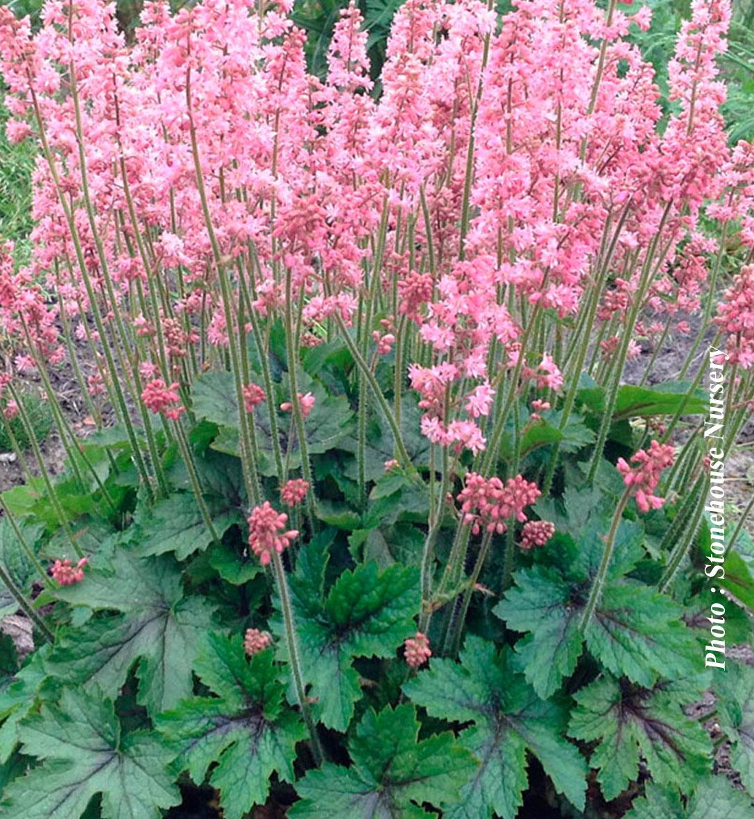 Heucherella X Pink Revolution - View 12 from www redcrocus com