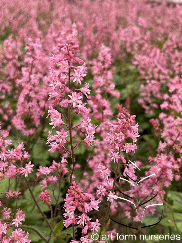 Heucherella X Pink Revolution - View 14 from www redcrocus com