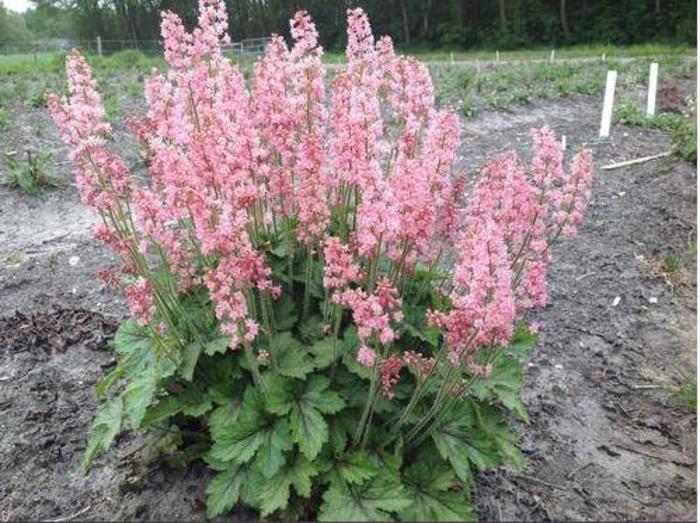 Heucherella X Pink Revolution - View 15 from www redcrocus com