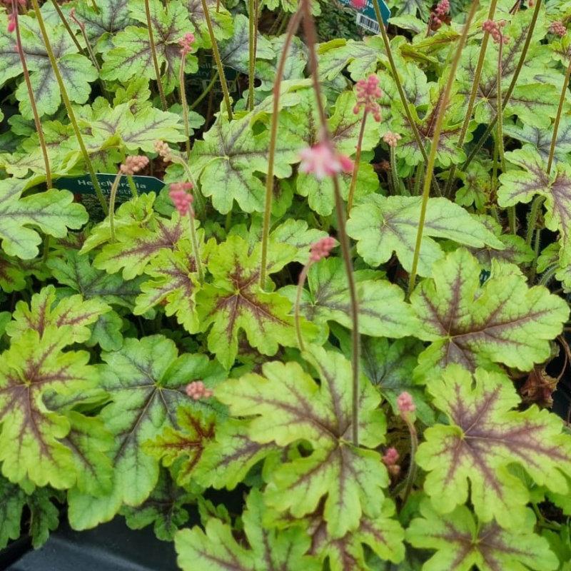 Heucherella X Pink Revolution - View 16 from www redcrocus com