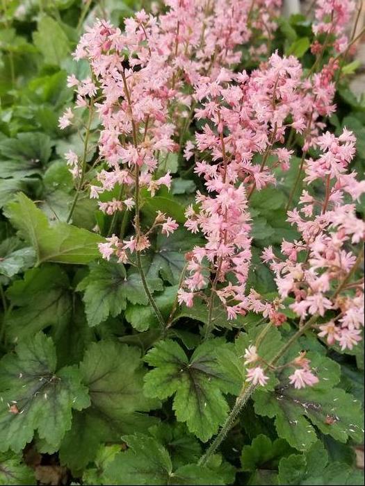 Heucherella X Pink Revolution - View 17 from www redcrocus com