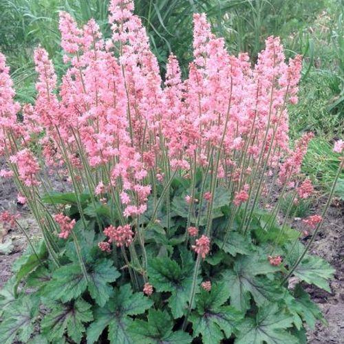Heucherella X Pink Revolution - View 18 from www redcrocus com