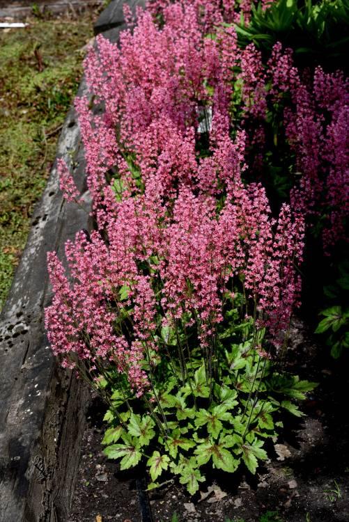Heucherella X Pink Revolution - View 19 from www redcrocus com