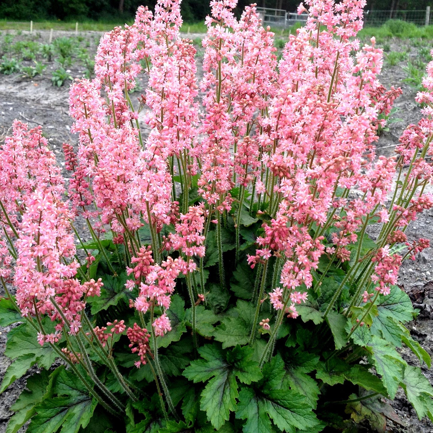 Heucherella X Pink Revolution - View 1 from www redcrocus com