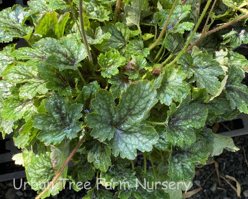 Heucherella X Pink Revolution - View 3 from www redcrocus com