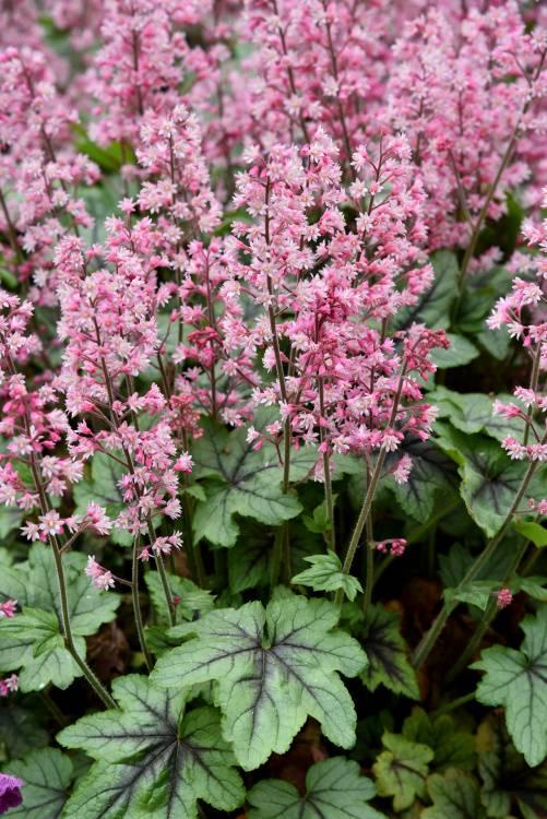 Heucherella X Pink Revolution - View 5 from www redcrocus com