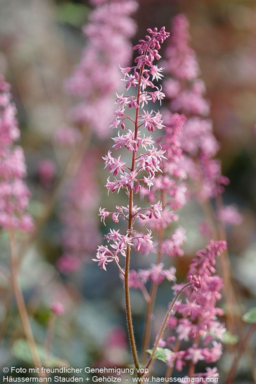 Heucherella X Pink Revolution - View 7 from www redcrocus com