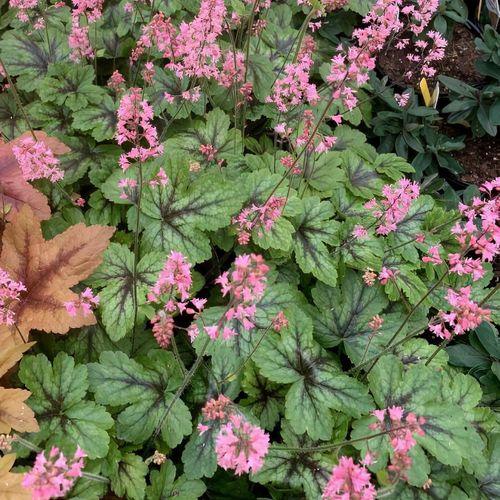 Heucherella X Pink Revolution - View 8 from www redcrocus com