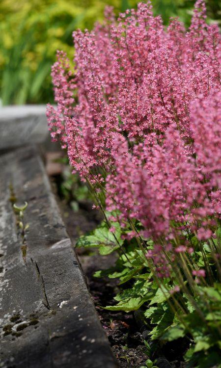 Heucherella X Pink Revolution - View 9 from www redcrocus com
