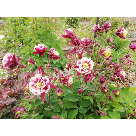Aquilegia Vul  Dble  Winky Red White - View 10 from www redcrocus com