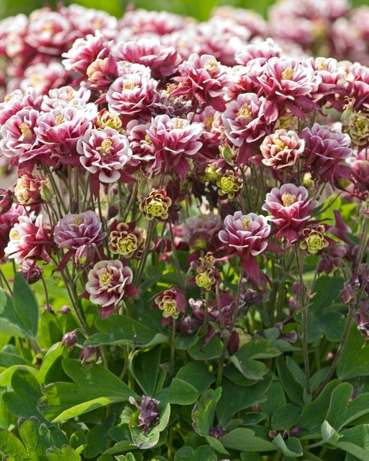 Aquilegia Vul  Dble  Winky Red White - View 1 from www redcrocus com