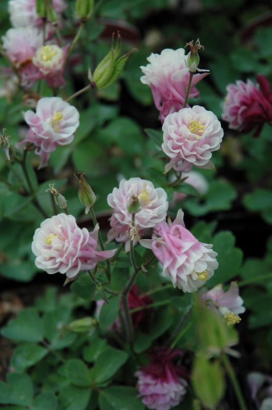 Aquilegia Vul  Dble  Winky Rose White - View 10 from www redcrocus com
